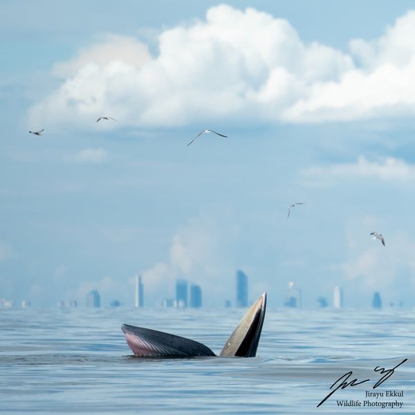 ภาพหาดูยาก! วาฬบรูด้า โผล่อ้าปาก ชายฝั่งทะเลบางขุนเทียน