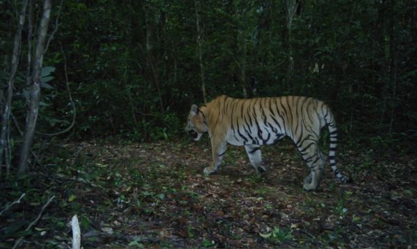 เสือทับลานกัดคนดับในรอบ 20 ปี เตือนปชช.อย่าไปหาของป่า