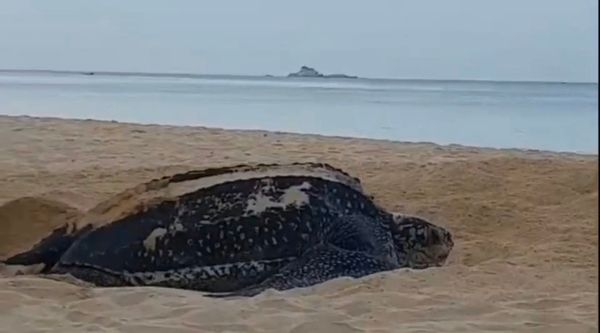 เต่ามะเฟืองวางไข่ 104 ฟองหาดในทอน