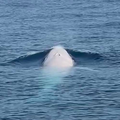 พบ ‘วาฬโอมูระเผือก’ หายาก แหวกว่ายทะเลภูเก็ต คาดเป็นรายงานแรกของโลก