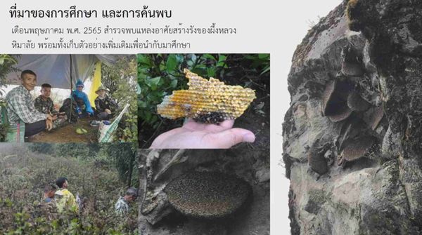 ครั้งแรกในไทย! กรมอุทยานแห่งชาติสัตว์ป่าฯ แถลงพบ ผึ้งหลวงหิมาลัย
