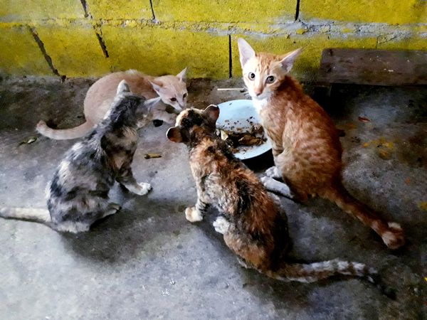 เปิดภาพล่าสุด 4 ลูกแมวตัวน้อย รอดชีวิตจากเรือประมงจมกลางทะเลสตูล