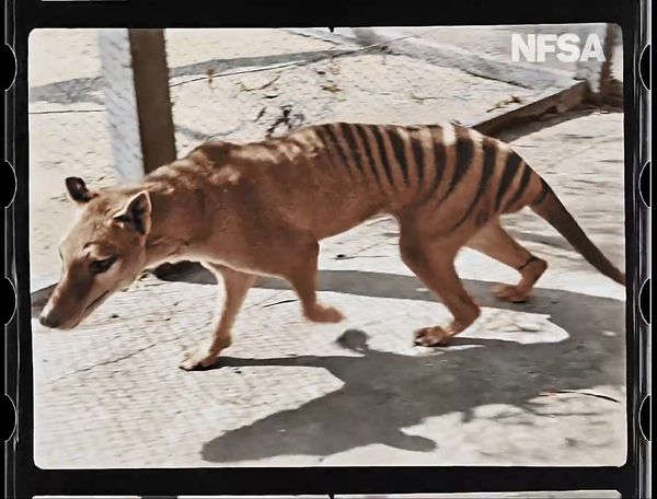 90 ปีผ่านไป! ในที่สุดก็ได้มีวิดีโอที่เห็นสีของ “เสือทัสมาเนีย” ชัด ๆ เป็นครั้งแรก!