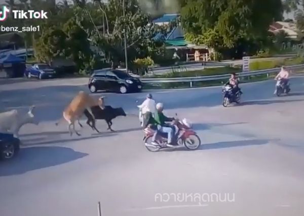 อึ้ง! วัวหลุดถนน ชนจักรยานยนต์ คนขี่เจ็บกลางแยก