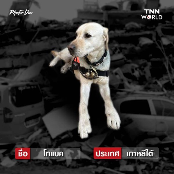 รวมสุนัขกู้ภัย ทั่วโลก ค้นหาผู้รอดชีวิตแผ่นดินไหวตุรกี-ซีเรีย