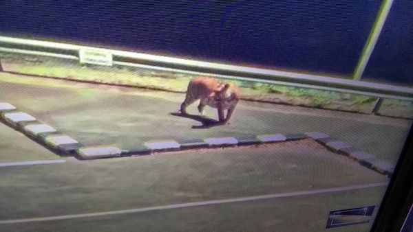 เตือนภัย! พบเสือโคร่งเดินบนถนนสันเขื่อนศรีนครินทร์ ขอปชช.ระมัดระวัง