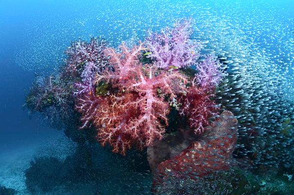 เปิดโลกใต้ทะเลชม ปะการัง สุดยอดความสวยงามติดอันดับโลก ที่ “หมู่เกาะสิมิลัน” จ.พังงา