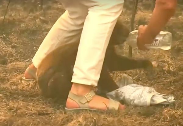 หญิงออสซีเสี่ยงตายช่วยโคอาลาจากไฟป่า (คลิป)
