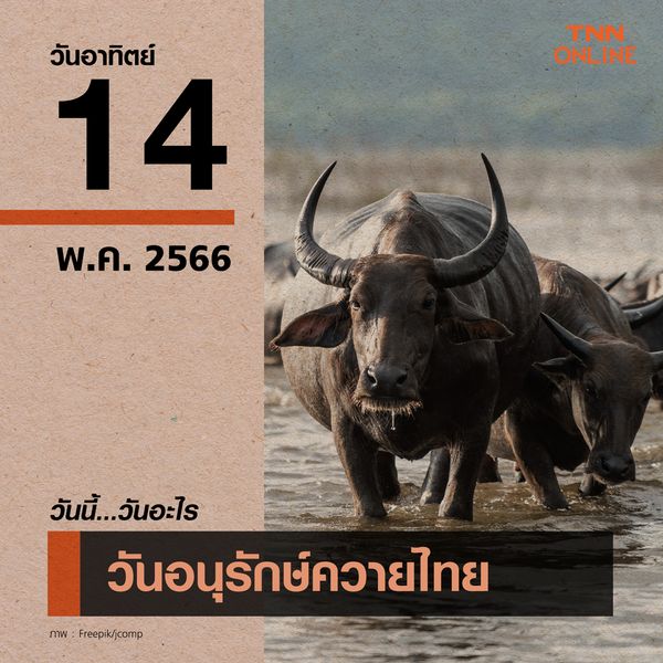 วันนี้วันอะไร วันอนุรักษ์ควายไทย ตรงกับวันที่ 14 พฤษภาคม