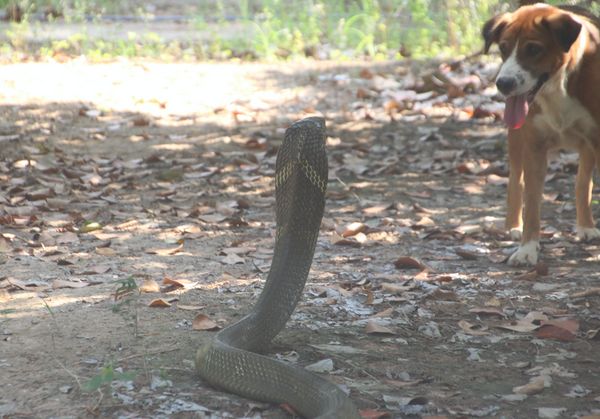 เปิดภาพระทึก!งูจงอางยักษ์ฟัดไอ้ตูบ สู้ไม่ไหวยอมให้กู้ภัยจับ
