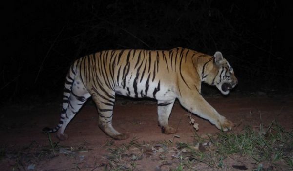 เสือทับลานกัดคนดับในรอบ 20 ปี เตือนปชช.อย่าไปหาของป่า
