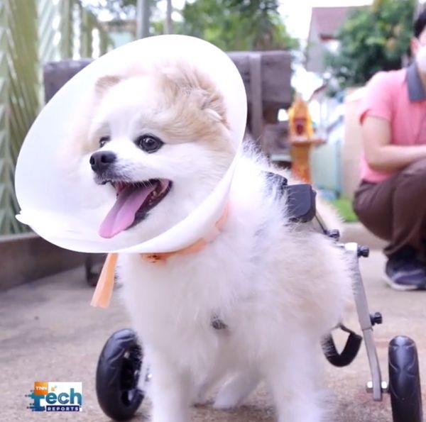 ยกระดับคุณภาพชีวิตสุนัขพิการ ด้วยนวัตกรรมไทย !
