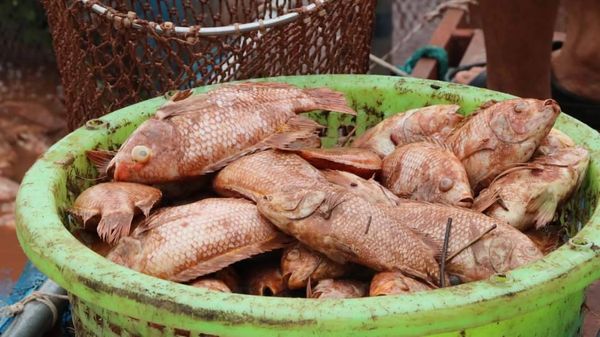 พิษซินลากู! ปลากระชังริมน้ำน่านตายเสียหายกว่า 3 ล้าน