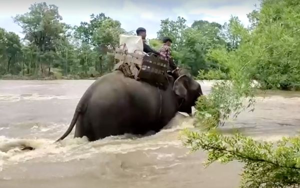 เปิดภาพหาดูยาก! กัมพูชาใช้ ‘ช้าง’ ขนหีบบัตรเลือกตั้งข้ามแม่น้ำ