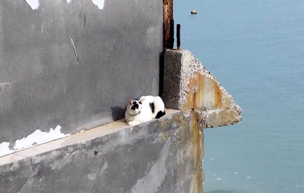 พี่ทาสช่วยน้องๆด้วย! แมวถูกทิ้งติดเกาะพีพีกว่า 1 พันตัว ผลกระทบโควิด-19   