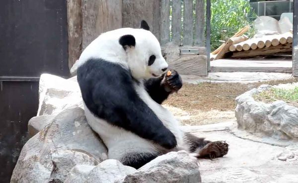 แพนด้า หลินฮุ่ย น้ำหนักขึ้น 5 กก. หลังปิดสวนสัตว์หนีโควิด 3 เดือน