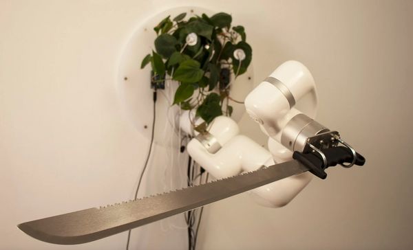 นักออกแบบเชื่อมต่อสัญญาณจากพืช สั่งการเคลื่อนไหวของหุ่นยนต์ควงมีดมาเชเต้