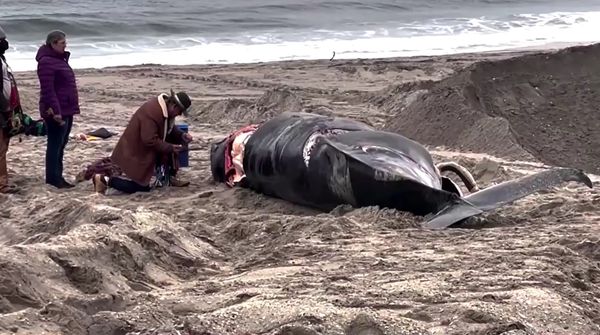 พบซากลูกวาฬยาว 16 ฟุต ถูกคลื่นซัดเกยตื้นชายหาดในสหรัฐฯ