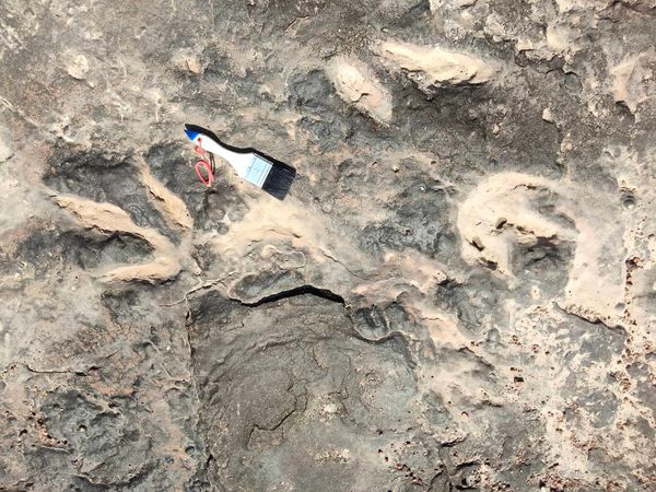 ฮือฮา! พบรอยเท้าไดโนเสาร์กินเนื้อ แห่งใหม่ของไทย ที่กาฬสินธุ์