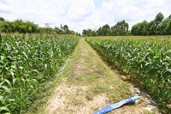 ซีพีเอฟ เดินหน้า “โครงการปันน้ำปุ๋ยสู่เกษตรกร” หนุนใช้น้ำอย่างรู้คุณค่า