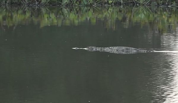 เผยภาพ จระเข้ยักษ์ ลอยคอกลางหนองน้ำที่ปราจีนบุรี