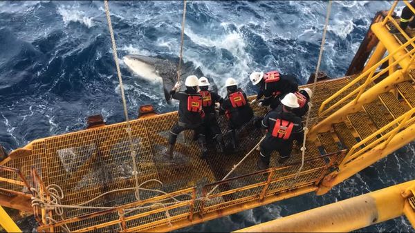 พนักงานแท่นเอราวัณ  ช่วยชีวิต ฉลามวาฬ หางติดเชือก ปลอดภัย