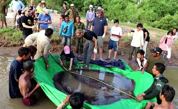 กัมพูชาจับปลากระเบนใหญ่ที่สุดในโลกได้ในแม่น้ำโขง น้ำหนัก 300 กก.