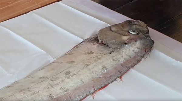 ทำความรู้จัก ‘ปลาออร์ฟิช ’ พบลอยตายบนทะเลไทย สัญญาณภัยพิบัติจริงหรือ? 