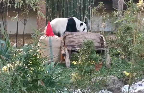 ชมความน่ารัก! สวนสัตว์เชียงใหม่พา หลินฮุ่ย รับลมหนาวสวนหลังบ้าน