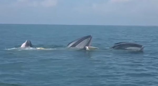 ตื่นตาตื่นใจ! วาฬบรูด้า โผล่อวดโฉมเล่นน้ำในเขตอุทยานฯหมู่เกาะอ่างทอง