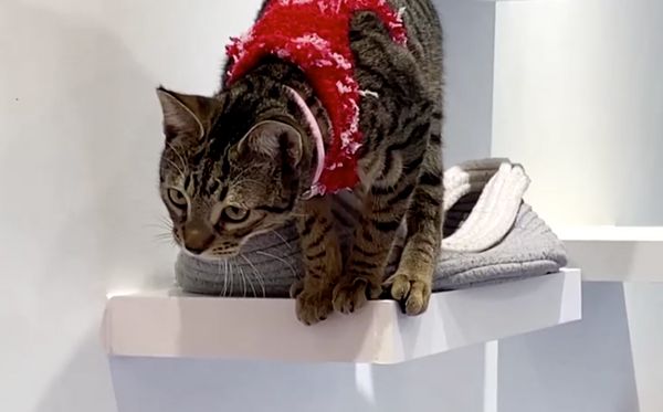 คาเฟ่แมวทำเก๋นำแมวจรจัดมาแต่งตัว สร้างสีสันวันคริสต์มาส