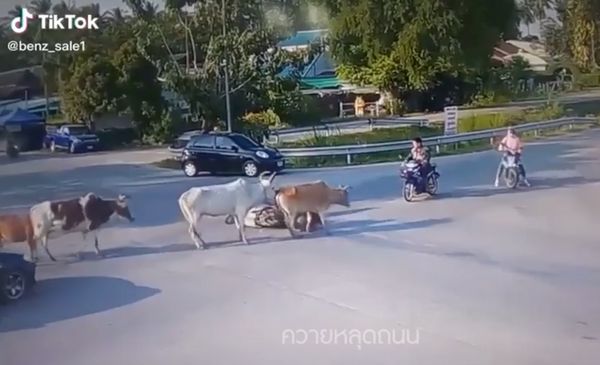 อึ้ง! วัวหลุดถนน ชนจักรยานยนต์ คนขี่เจ็บกลางแยก