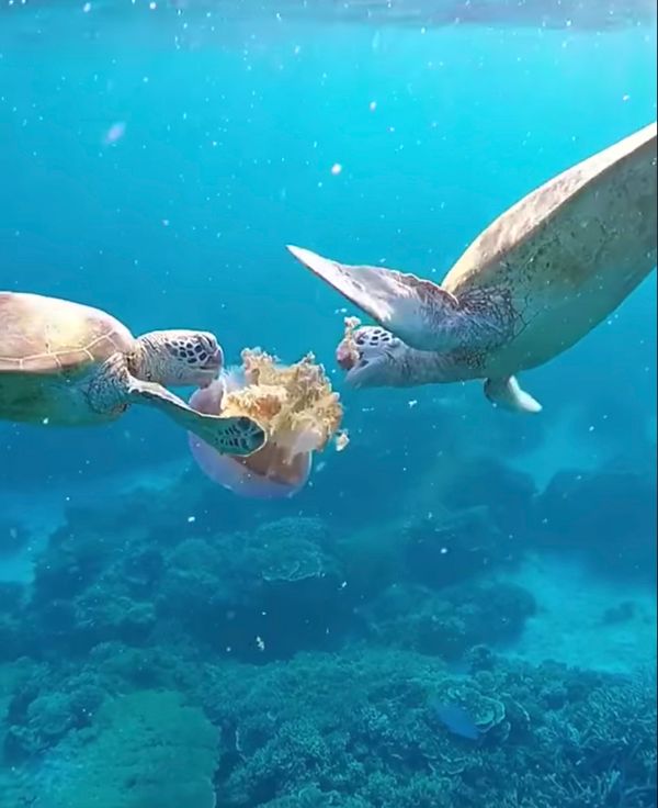 เปิดความลับของ “เต่าทะเล” เหตุใดเราต้องเลิกใช้พลาสติก