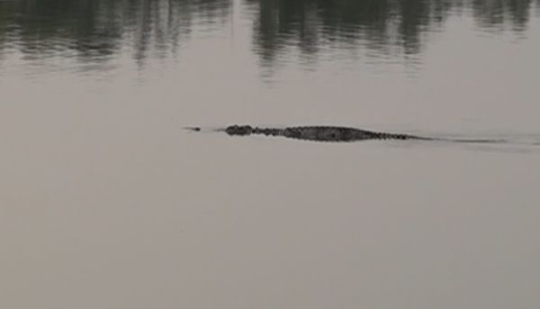 เผยภาพ จระเข้ยักษ์ ลอยคอกลางหนองน้ำที่ปราจีนบุรี