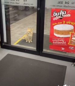 เหมียวแสนฉลาดนั่งรอหน้าร้านสะดวกซื้อ รอคนใจดีซื้ออาหารแมวมาเสิร์ฟ