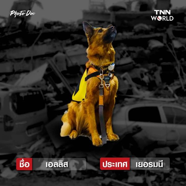 รวมสุนัขกู้ภัย ทั่วโลก ค้นหาผู้รอดชีวิตแผ่นดินไหวตุรกี-ซีเรีย