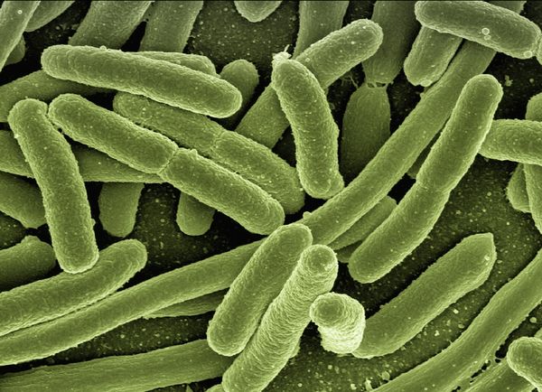 แบคทีเรียในลำไส้อาจช่วยให้มนุษย์อายุยืนถึง 100 ปี