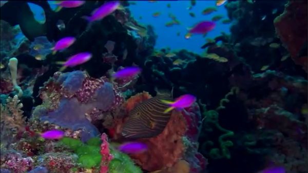 โลกใต้น้ำวิกฤต! เกรทแบริเออร์รีฟ แนวปะการังใหญ่ที่สุดในโลก ตายกว่าครึ่ง