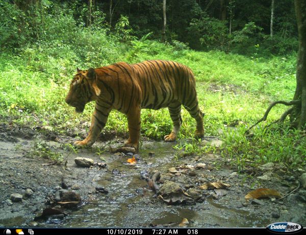 เสือโคร่งเพศผู้โตเต็มวัยอวดโฉมกลางป่าแก่งกระจาน
