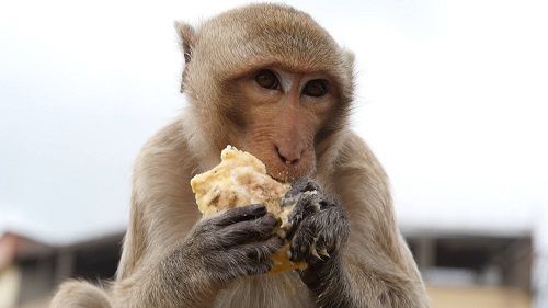 ลิงดีใจได้หม่ำทุเรียน บิณฑ์-ไทด์ ขนผลไม้ไปเลี้ยงลิงลพบุรี  (มีคลิป)
