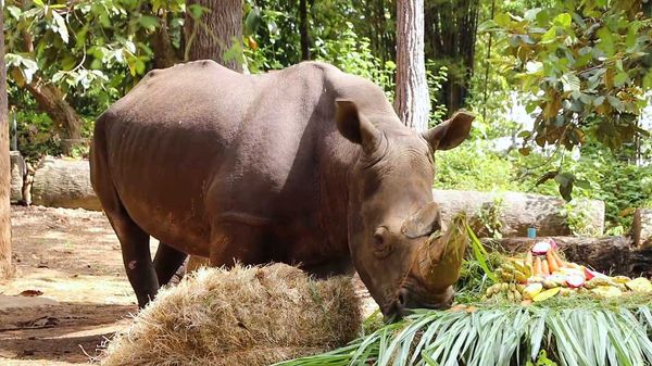 วันแรดโลก (World Rhino Day) 22 กันยายน จำนวนแรดทั่วโลกใกล้สูญพันธุ์