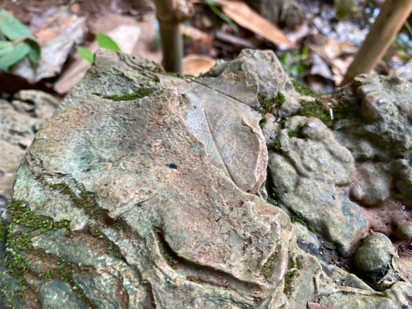 ฮือฮา! โคราชพบ ฟอสซิลใบไม้-ไม้กลายเป็นหิน คาดอายุกว่า 250 ล้านปี
