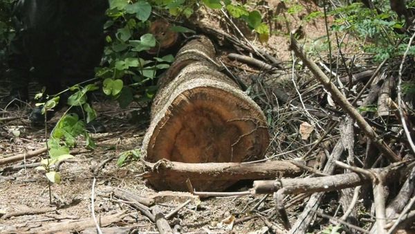 ปทส.บุกตรวจสอบวัดลักลอบตัดไม้ป่าชุมชนส่งขายนายทุน