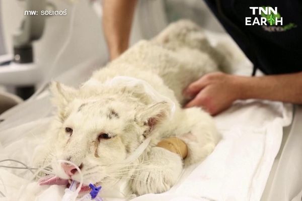 ช่วย “ลูกเสือขาว” ถูกทิ้งถังขยะในลานจอดรถสวนสัตว์ เอเธนส์