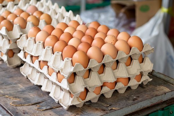 ข้าวโพด-กากถั่วแพงจัด ดันต้นทุนไข่ไก่พุ่ง  เกษตรกรวอนรัฐเร่งแก้-ขอผู้บริโภคเข้าใจ