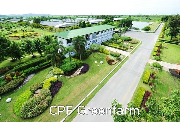 ซีพีเอฟ เดินหน้า Greenfarm - Smart Farm ยกระดับการเลี้ยงหมูปลอดภัยเป็นมิตรกับสิ่งแวดล้อม