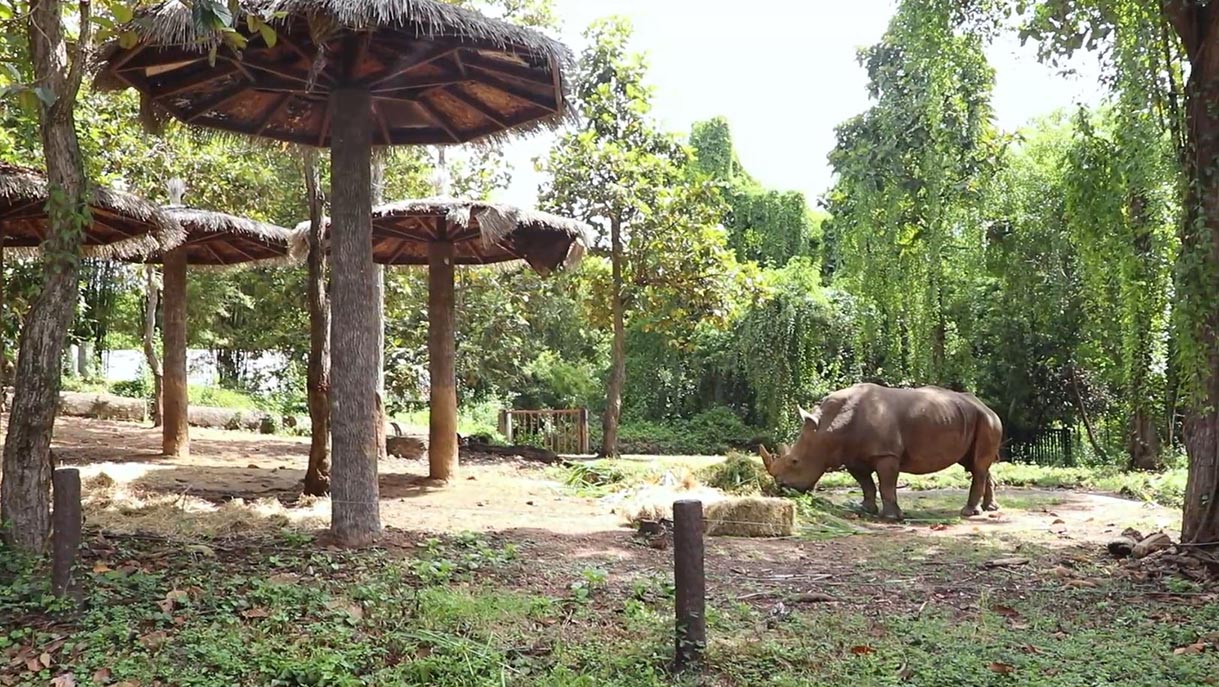 วันแรดโลก (World Rhino Day) 22 กันยายน