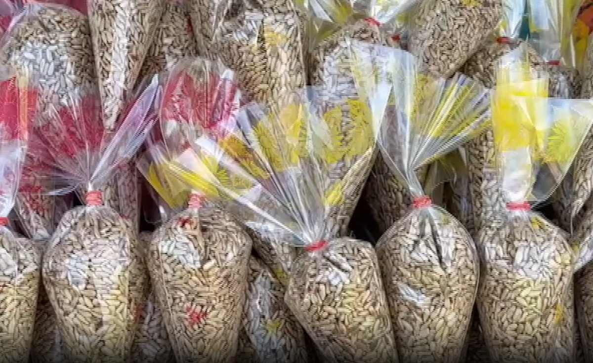 ทุ่งทานตะวันไร่จำรัส จ.ลพบุรี รอตอนรับนักท่องเที่ยว