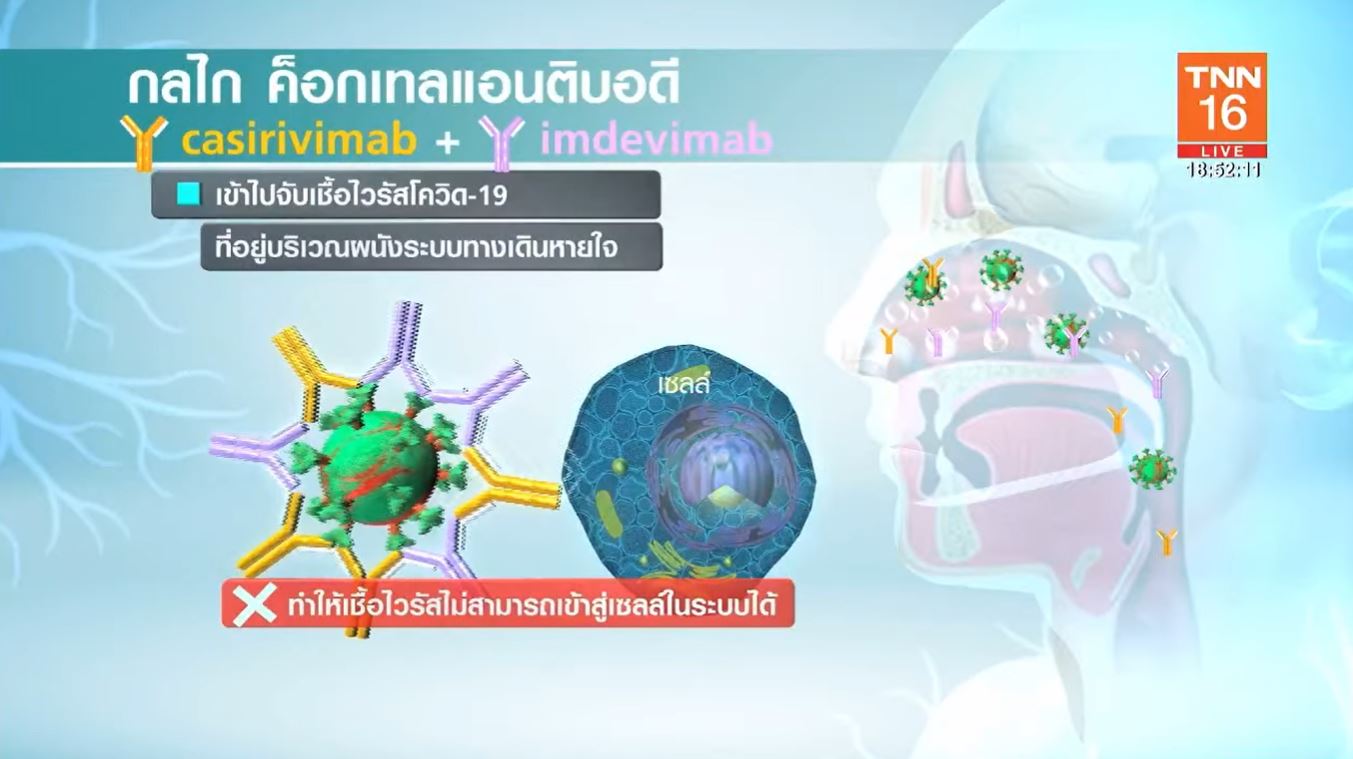 ญี่ปุ่น เปิดสูตรสู้โควิด-19 ใช้วัคซีนสูตรผสม - ยาค็อกเทลแอนติบอดี