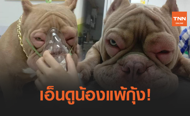 เอ็นดูน้อง! "เจ้าข้าวโพด" แพ้กุ้งจนตาและปากบวมเป่ง